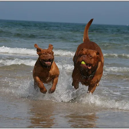 בית נופש Oder Weniger Direkt Am דראנסקה